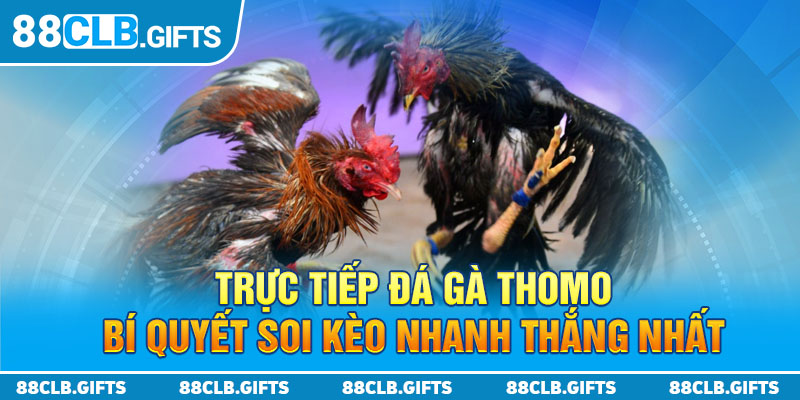 Trực Tiếp Đá Gà Thomo - Bí Quyết Soi Kèo Nhanh Thắng Nhất