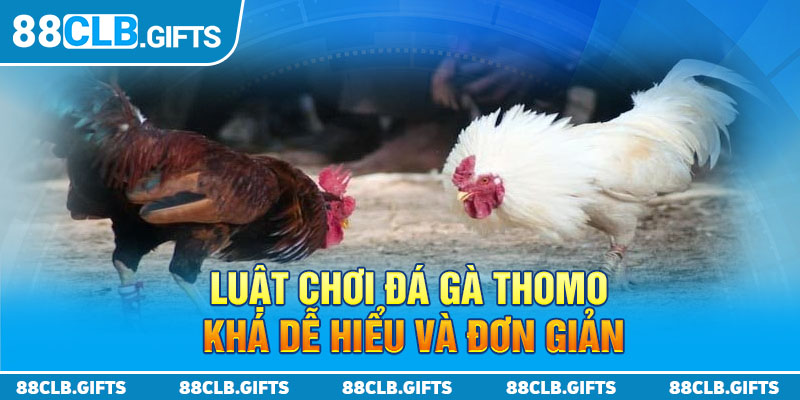 Luật chơi đá gà Thomo khá dễ hiểu và đơn giản 