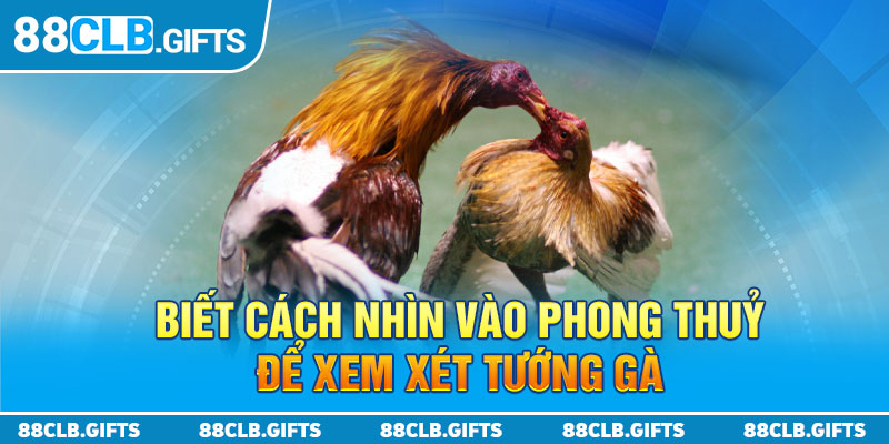 Biết cách nhìn vào phong thuỷ để xem xét tướng gà 